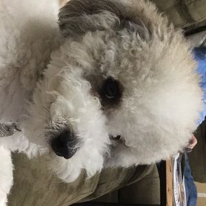 Meet your Posher, Alicia